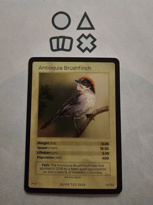 Life TCG Antioquia Brushfinch Holo  - NM (14 Birds - POP 400)